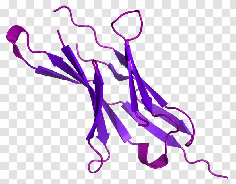 Programmed Cell Death Protein 1 PD-L1 CTLA-4 - Immunoglobulin Superfamily - Organism Transparent PNG