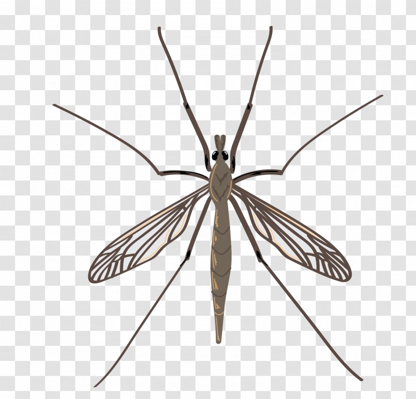 Insect Crane Fly Mosquito Pest Drain - Moths And Butterflies Transparent PNG
