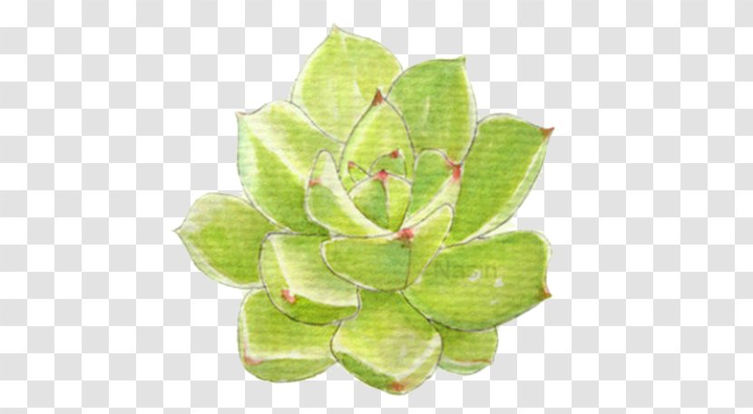 Succulent Plant Leaf Drawing - Plants Transparent PNG