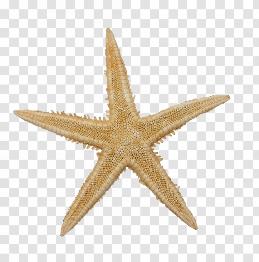 Starfish Stock Photography Royalty-free Cutie Mark Crusaders - Sea Transparent PNG