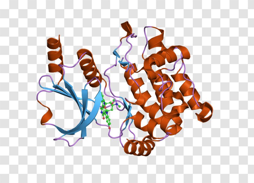 Protein Kinase A PAK1 PAK2 - Food - Cdc42 Transparent PNG