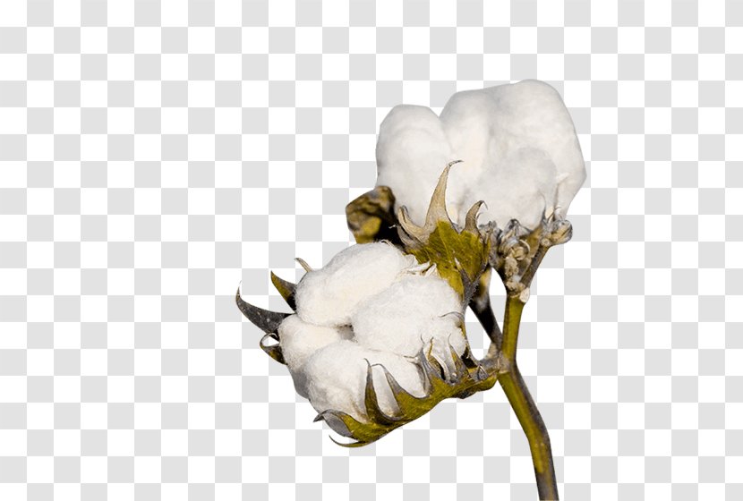 Cotton Crop Industry Textile Agriculture - Cottonseed Oil - COTTON Transparent PNG
