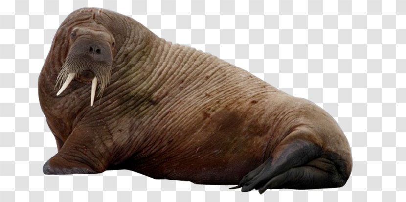 Sea Lion Cows Earless Seal Arctic - Organism Transparent PNG