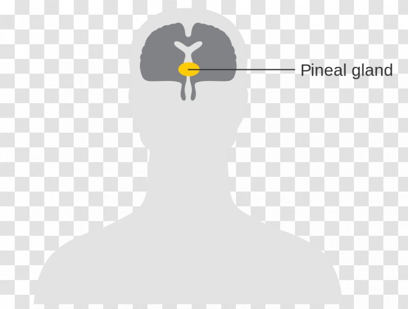 Pineal Gland Pituitary Brain Nervous System - Frame Transparent PNG