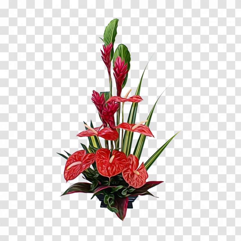 Bird Of Paradise - Lobsterclaws - Gladiolus Flowerpot Transparent PNG