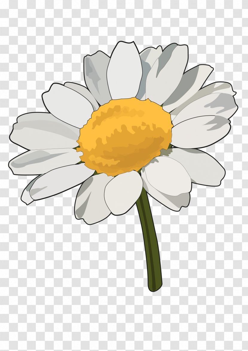 Common Daisy Flower Herbaceous Plant - Margarita Transparent PNG