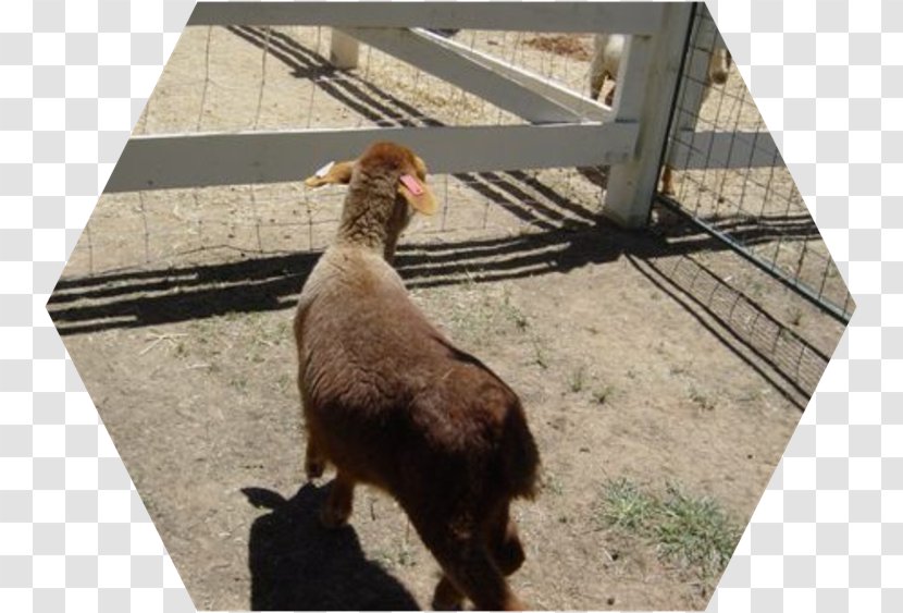 Goat Sheep Dog Breed Fauna - Goats - Alpaca Closeup Transparent PNG