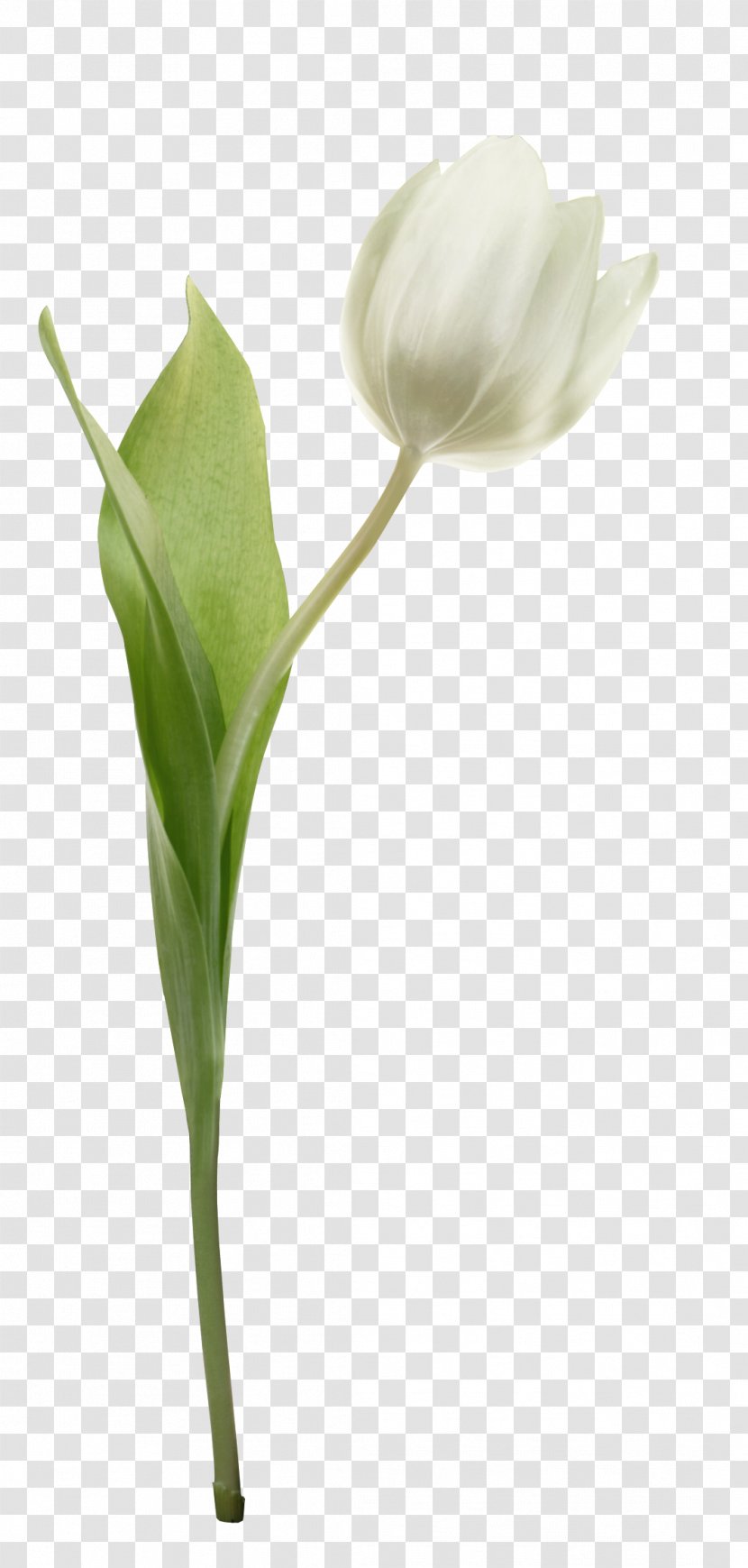 Cut Flowers Tulip Plant Bud - Alismatales Transparent PNG