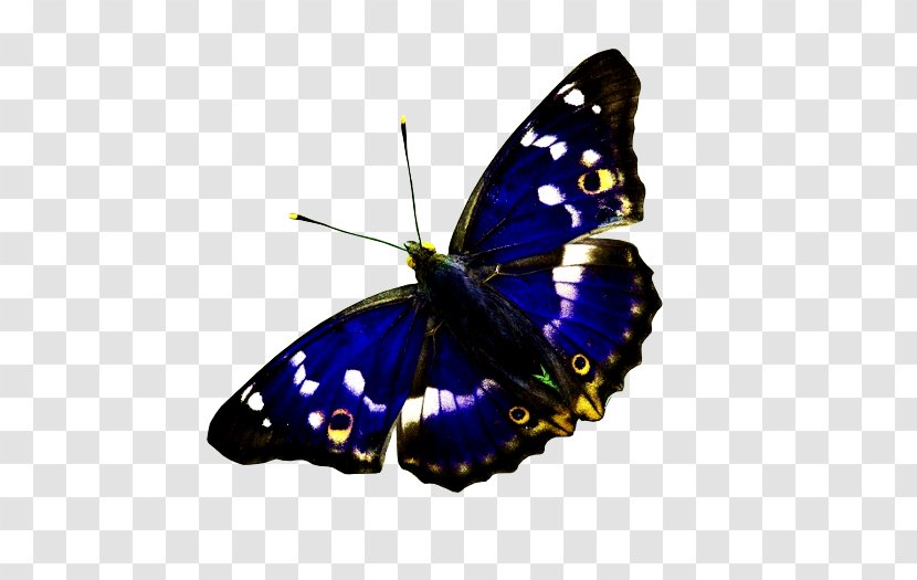 Monarch Butterfly Lesser Purple Emperor - Butterflies And Moths Transparent PNG