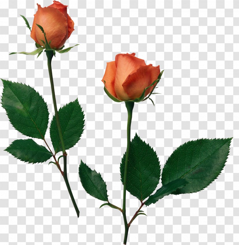 Beach Rose Flower Desktop Wallpaper Garden Roses - White Transparent PNG