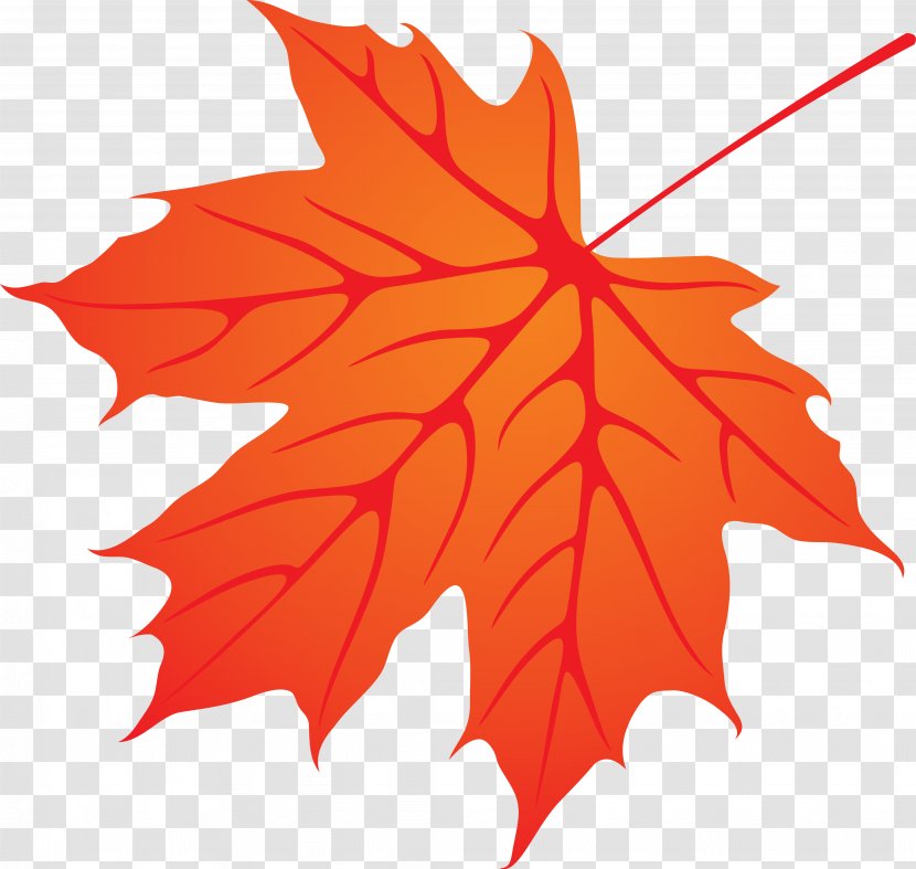 Maple Leaf Tree Woody Plant - Leaves Transparent PNG