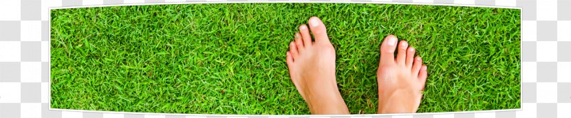 Wheatgrass Lawn Meadow Green Artificial Turf - Grass - Thank You Transparent PNG