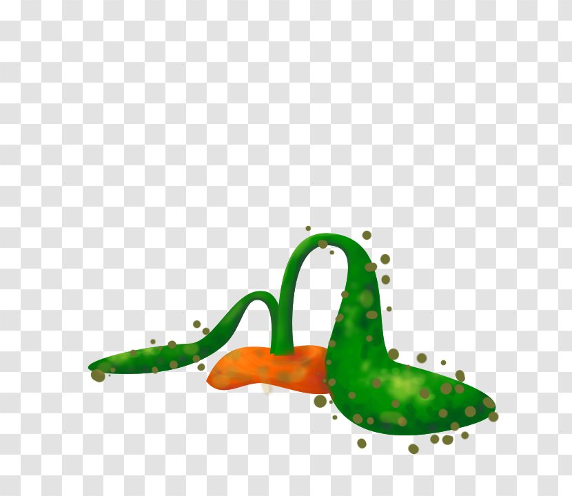 Reptile Amphibian - Vegetable Transparent PNG