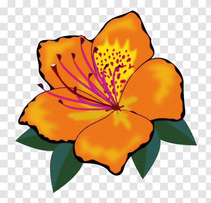 Orange - Flowering Plant Transparent PNG