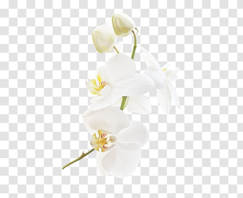 Floral Design Wedding Ceremony Supply Cut Flowers White - Orchid Decoration Pattern Transparent PNG