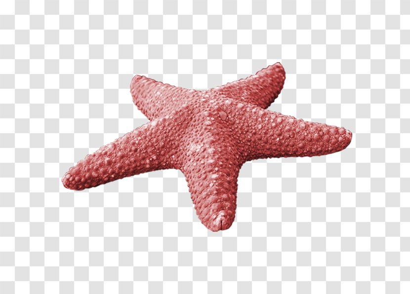 Starfish Callopatiria Granifera - Fivepointed Star - Red Transparent PNG