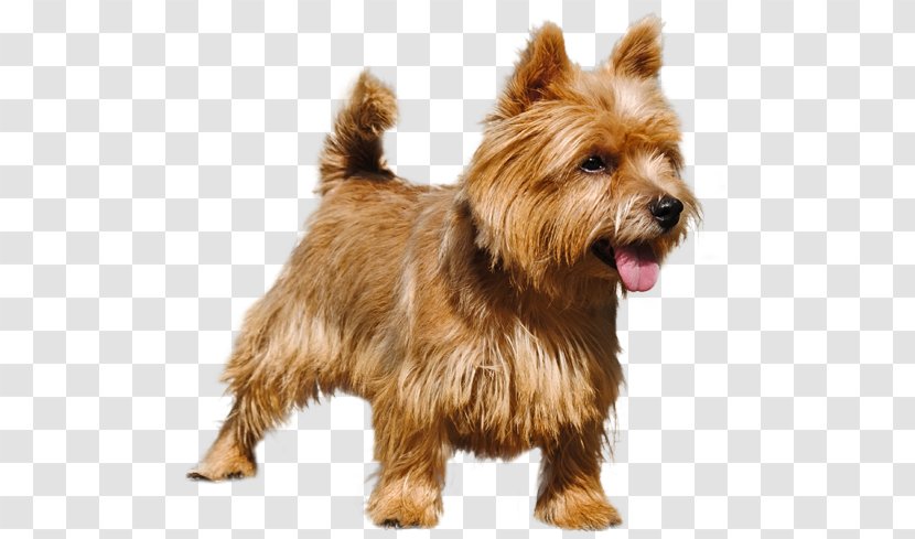 Norwich Terrier Australian Norfolk Glen Silky - Companion Dog - Carnivoran Transparent PNG