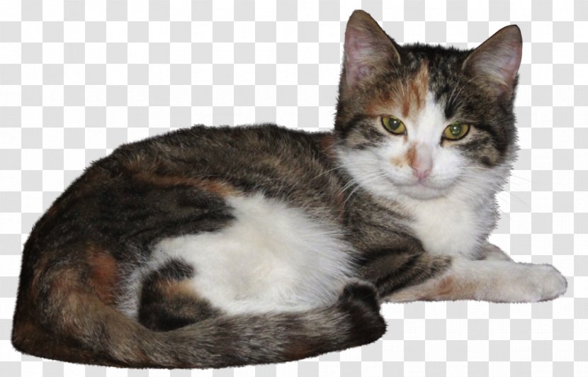 American Wirehair European Shorthair Manx Cat Dragon Li - Small To Medium Sized Cats - Kitten Transparent PNG