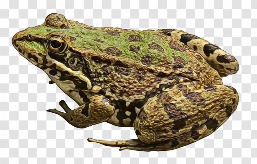 Frog Clip Art Image Transparency - Eleutherodactylus - Bullfrog Transparent PNG