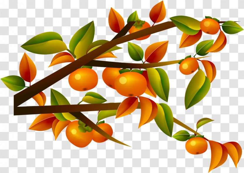 Japanese Persimmon Computer File - Calamondin - Tree Transparent PNG