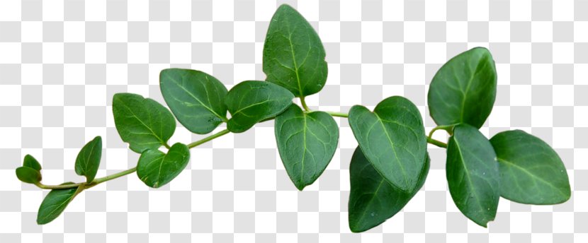 Leaf Green Tree Transparent PNG