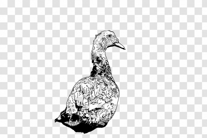 DuckDuckGo Goose Feather 0 - Waterfowl - Duck Transparent PNG