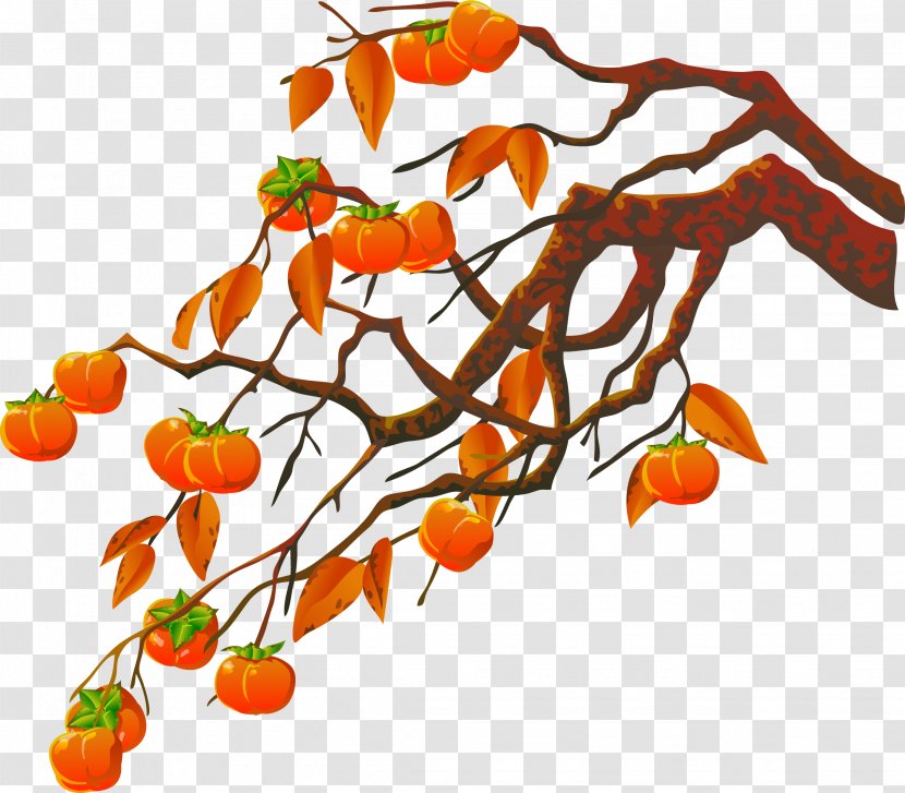 Persimmon Clip Art - Food - Vector Hand Painted Tree Transparent PNG