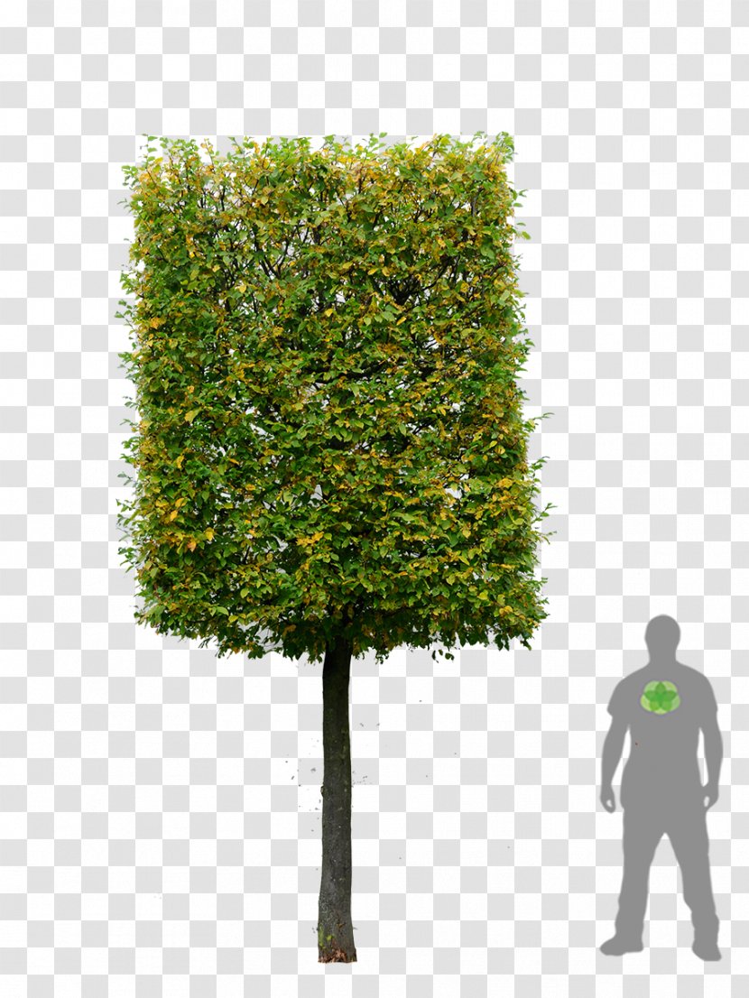 European Hornbeam Hedge Tree Garden Box - Flowerpot Transparent PNG