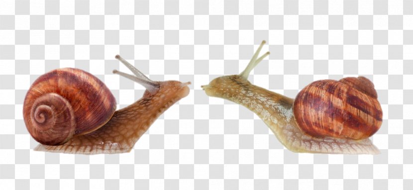 Artist Animal Photography Food - Molluscs - Kiss Of Two Snails Transparent PNG
