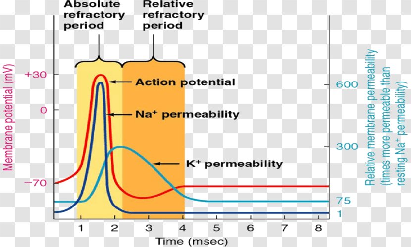 Refractory Period Neuron Action Potential Depolarization Cardiac Muscle Cell - Nervous System Transparent PNG