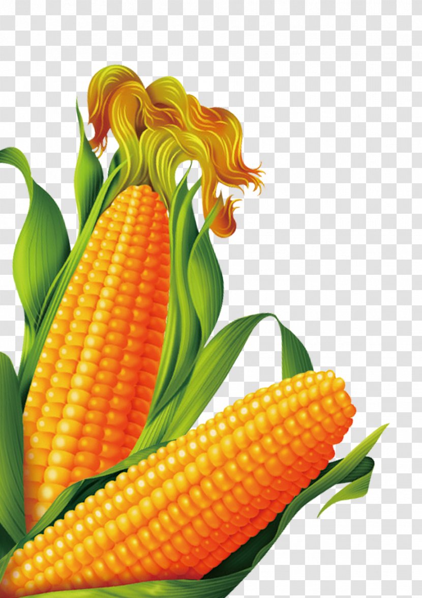 Corn On The Cob Popcorn Sweet Maize - Ingredient Transparent PNG