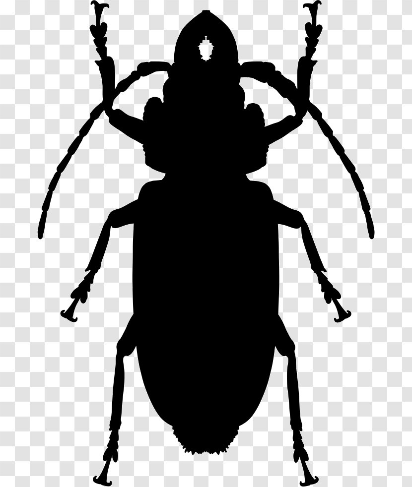 Cockroach Insect - Organism Transparent PNG