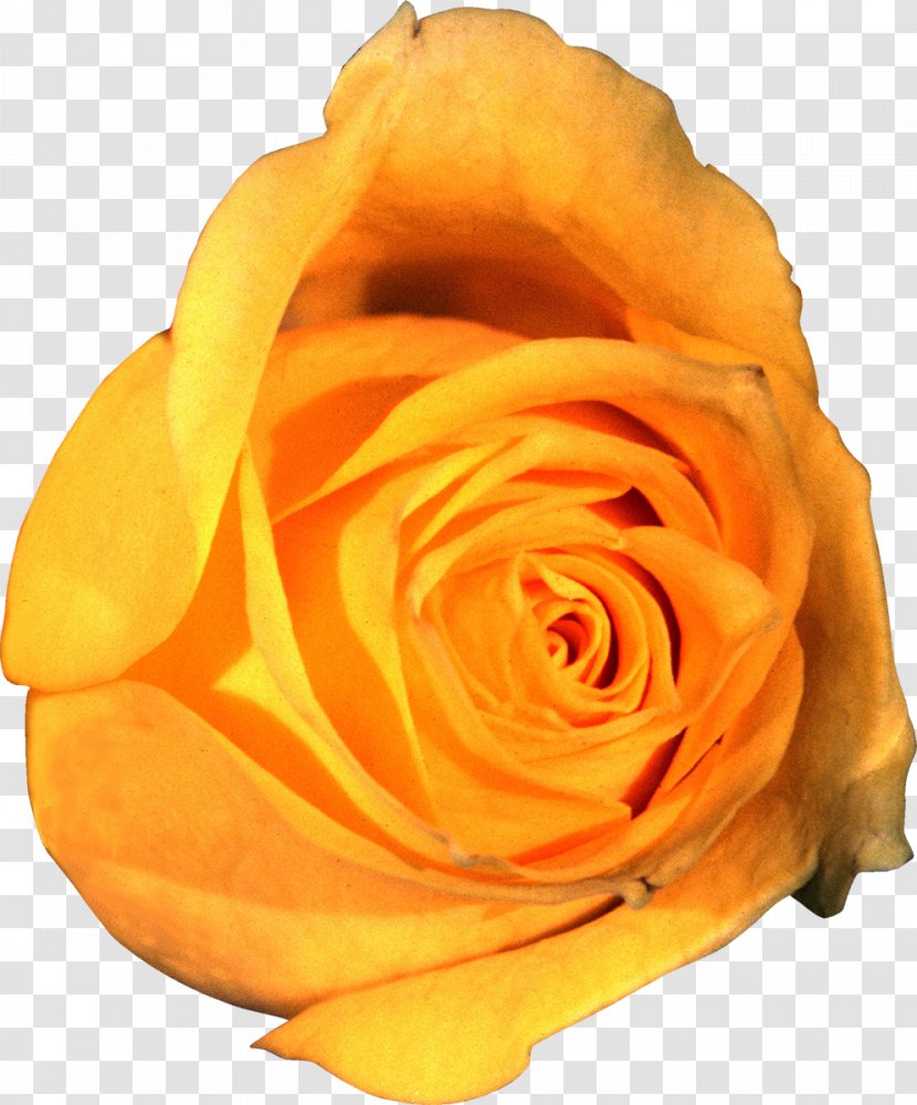 Garden Roses Clip Art Flower Yellow - Petal Transparent PNG