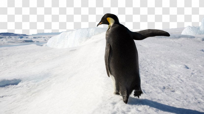 Penguin Microsoft Windows 8 Wallpaper - Xp Professional X64 Edition - Antarctic Iceberg Four Transparent PNG