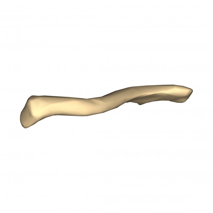 Clavicle Scapula Joint Sternum Appendicular Skeleton - Look Transparent PNG