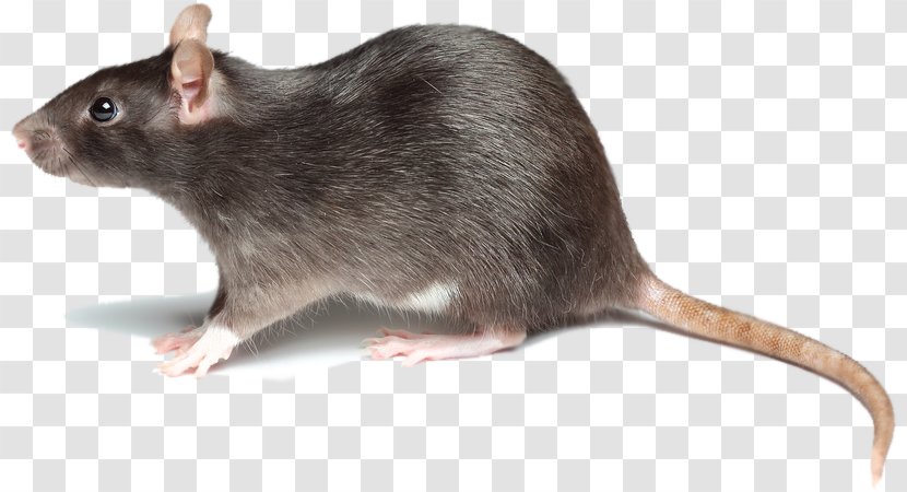 Brown Rat Mouse Rodent Pest Control Black - Muroidea Transparent PNG