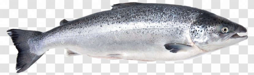 Fish Salmon Fillet Seafood Arabind FRESH - Japanese Sea Bass Transparent PNG