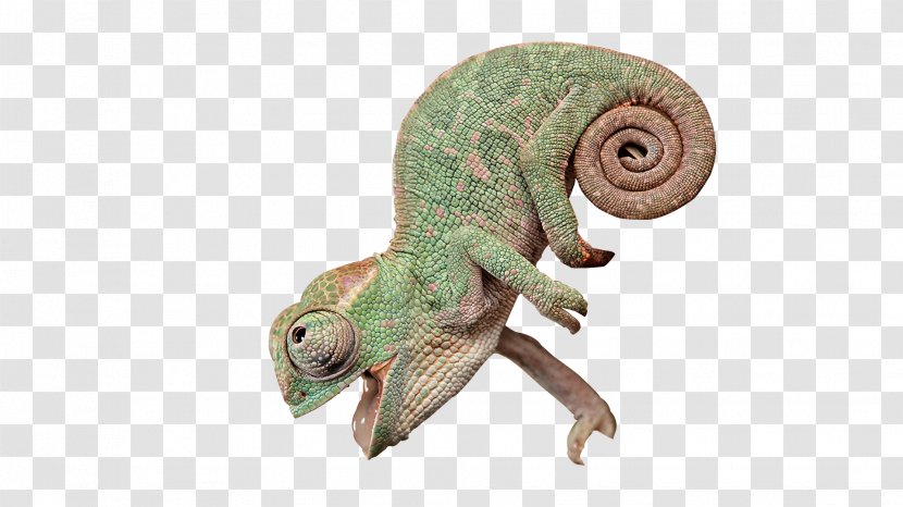 Chameleons Lizard Reptile - Iguanomorpha - Creative Transparent PNG