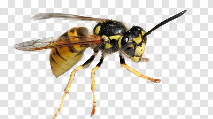 Characteristics Of Common Wasps And Bees Hornet Pest Control - Bee Transparent PNG