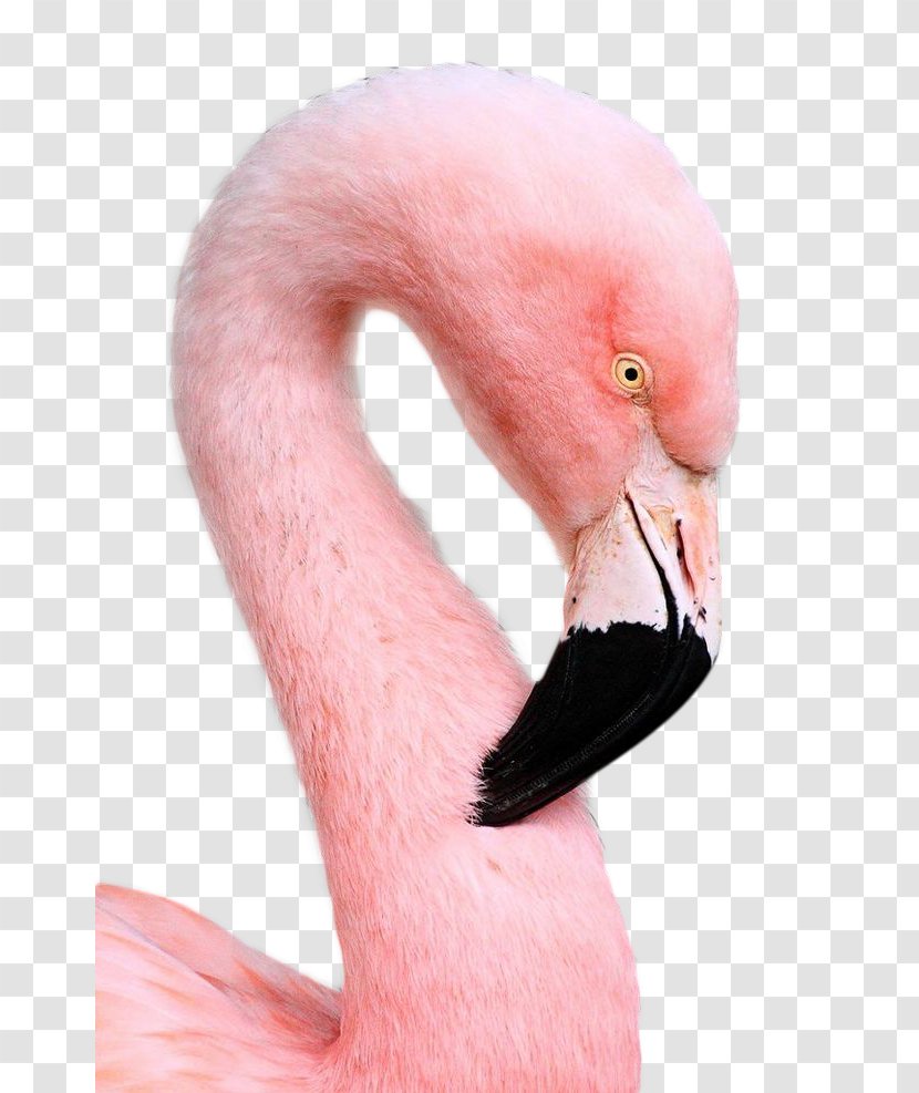 Bird Flamingo Pink Download - Close Up - Black Mouth Crane Transparent PNG