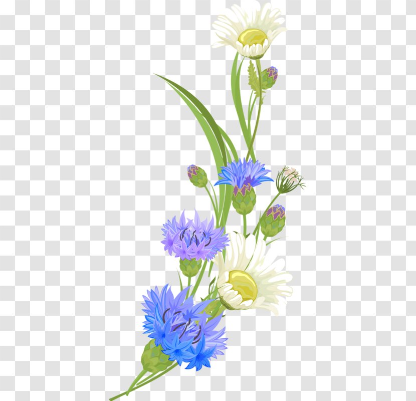 Chrysanthemum Indicum - Wildflower - Daisy Transparent PNG