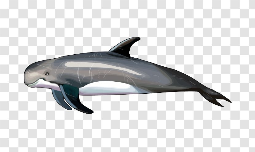 Common Bottlenose Dolphin Short-beaked Wholphin Rough-toothed Tucuxi - Roughtoothed - Blue Animal Transparent PNG