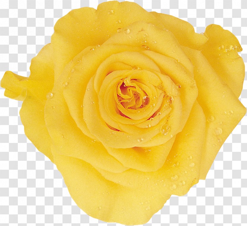 Headscarf Corsage Rose Choir - Cartoon - Yellow Transparent PNG