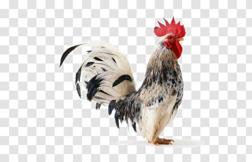 Chicken Rooster Clip Art - Beak - Domestic Cock Transparent PNG