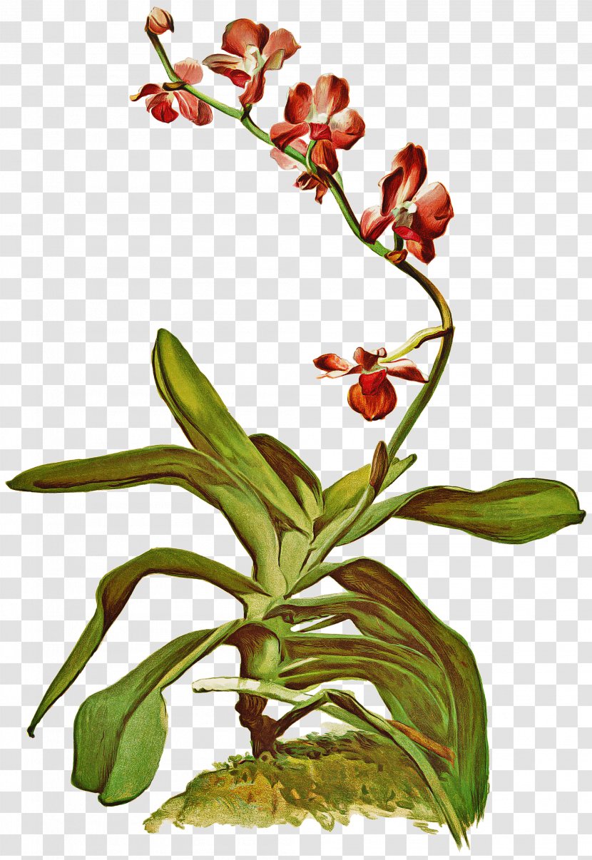 Flower Flowering Plant Terrestrial Orchid - Stem - Orchids Of The Philippines Transparent PNG