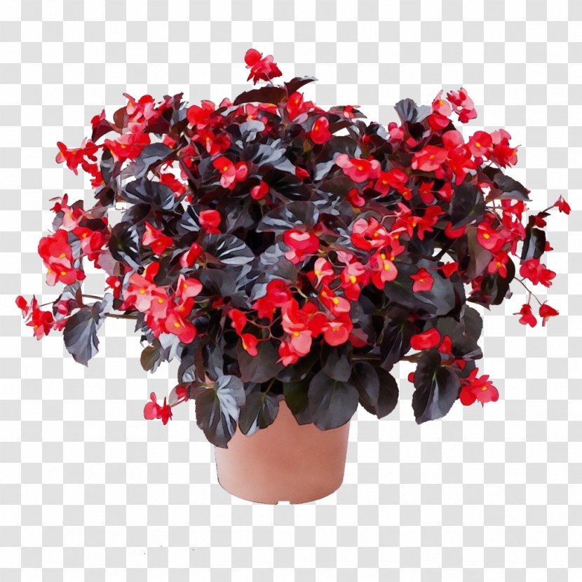 Flower Flowering Plant Red Shrub - Begonia - Lobelia Transparent PNG