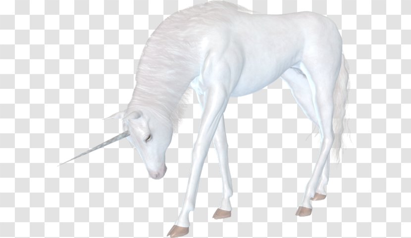 Bienvenue Chez Moi Unicorn .net Fantastique - Mane - Horse Like Mammal Transparent PNG