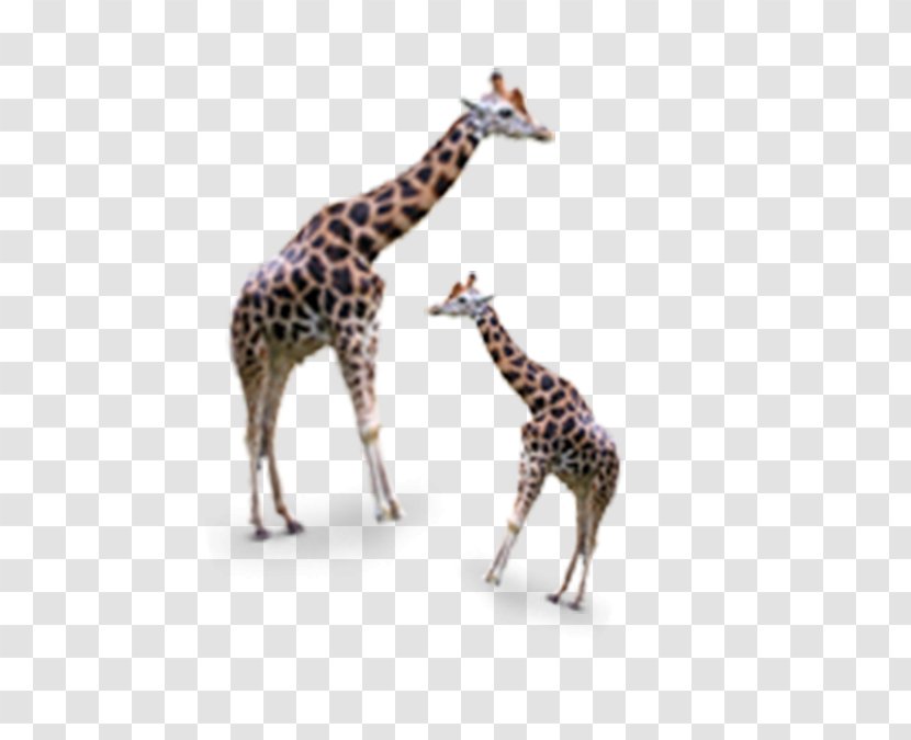 Giraffe Google Images Icon - Size Transparent PNG