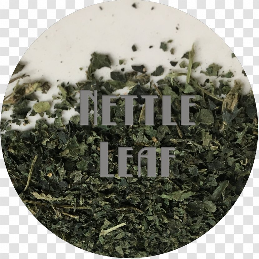 Common Nettle Sencha Tincture Elderberry Salve - Dried Leaves Transparent PNG