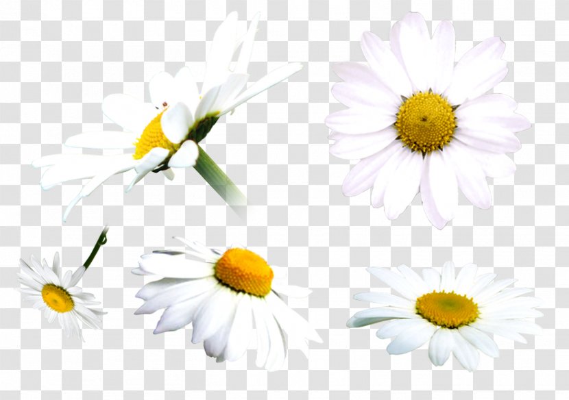 Oxeye Daisy Chamomile Clip Art - Family Transparent PNG